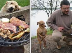 20 fotografij, ko psi prosijo za hrano
